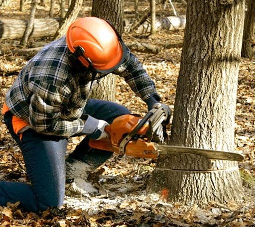Tree Removal in Falls City, TX